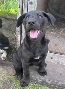 Staci -  Mixed Breed Dog for Adoption in Cando, Saskatchewan - Staci | PetCurious
