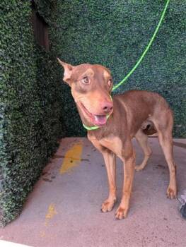 Almond -  Mixed Breed Dog for Adoption in El Paso, Texas - Almond | PetCurious