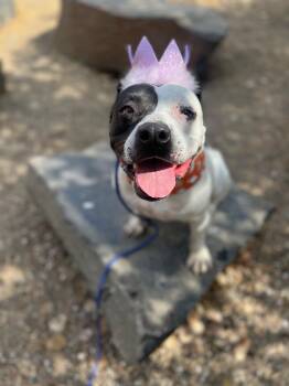 Luna -  American Staffordshire Terrier and Bulldog Dog for Adoption in West Hollywood, California - Luna | PetCurious