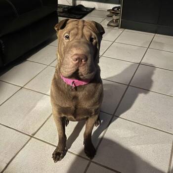 Rescue Shar Pei Dogs for Adoption in Hollywood, Florida - BEAUTIFUL BELLA | PetCurious