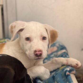 Pepperoni -  Hound and Labrador Retriever Dog for Adoption in Starkville, Mississippi - Pepperoni | PetCurious
