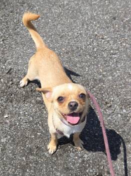 Chihuahua Dogs Available for Adoption in Trenton, New Jersey - May | PetCurious