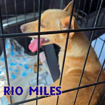 Rio Miles -  Dachshund Dog for Adoption in San Antonio, Texas - Rio Miles | PetCurious