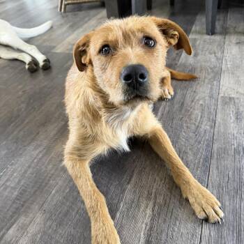 Mixed Breed Dogs Available for Adoption in Klamath Falls, Oregon - Charlie | PetCurious