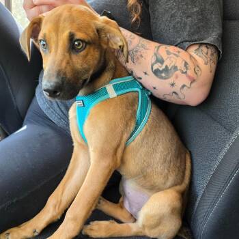 Shepherd Dogs Available for Adoption in Melrose, Florida - Rayna | PetCurious