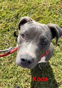 Rescue Pit Bull Terrier Dogs for Adoption in Camden, Tennessee - Koda | PetCurious