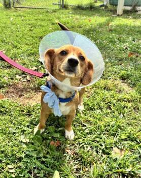 Bonita -  Mixed Breed Dog for Adoption in Alexandria, Virginia - Bonita | PetCurious