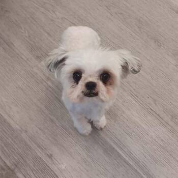 Bella Diane OS NV -  Maltese and Mixed Breed Dog for Adoption in Las Vegas, Nevada - Bella Diane OS NV | PetCurious