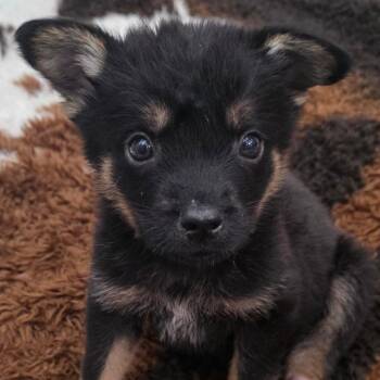 Terrier Dogs Available for Adoption in Austin, Texas - Macon DD | PetCurious