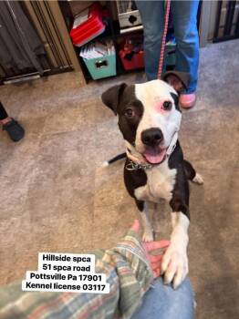 Ruby -  Pit Bull Terrier Dog for Adoption in Pottsville, Pennsylvania - Ruby | PetCurious