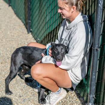 Betty White -  Labrador Retriever Dog for Adoption in Hilton Head Island, South Carolina - Betty White | PetCurious