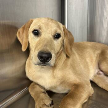 Harry -  Golden Retriever Dog for Adoption in Uniontown, Pennsylvania - Harry | PetCurious