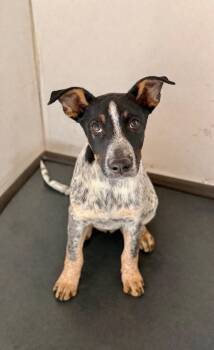 Cattle Dog and Labrador Retriever Dogs Available for Adoption - Atreano | PetCurious