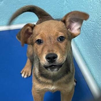 Rottweiler Dogs Available for Adoption in Flagstaff, Arizona - Cell | PetCurious