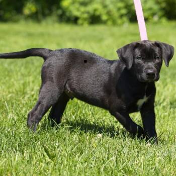Titan -  Labrador Retriever and Mixed Breed Dog for Adoption in South Elgin, Illinois - Titan | PetCurious