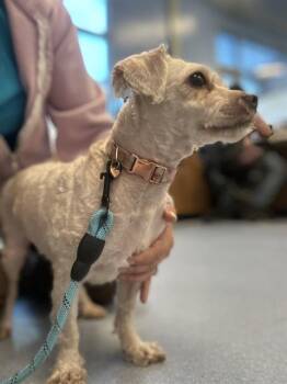 Poodle Dogs Available for Adoption in San Jose, California - HALEY | PetCurious