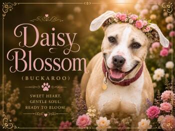 Daisy Blossom -  Labrador Retriever and American Staffordshire Terrier Dog for Adoption in Farmington, Missouri - Daisy Blossom | PetCurious