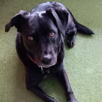 Rescue Labrador Retriever Dogs for Adoption in Oceanside, California - *** Amber | PetCurious