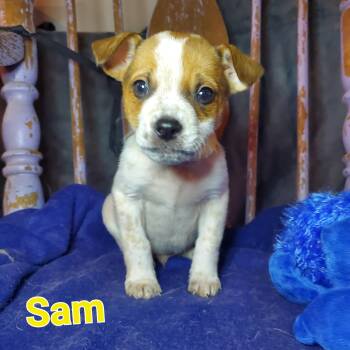 Mixed Breed Dogs Available for Adoption - Baby Sam  | PetCurious