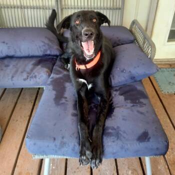 Rescue Anatolian Shepherd and Black Labrador Retriever Dogs for Adoption in Austin, Texas - Kelly JuM/PF | PetCurious