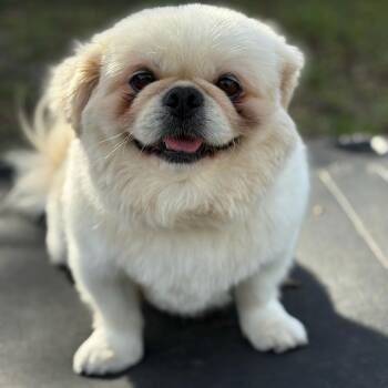 Pekingese Dogs Available for Adoption - Dumpling | PetCurious