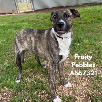 Boxer and Pit Bull Terrier Dogs Available for Adoption - FRUITY PEBBLES | PetCurious