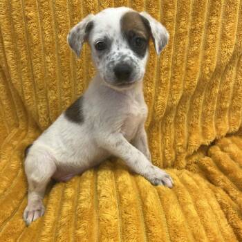 Debussy -  Terrier and Mixed Breed Dog for Adoption in Kanab, Utah - Debussy | PetCurious