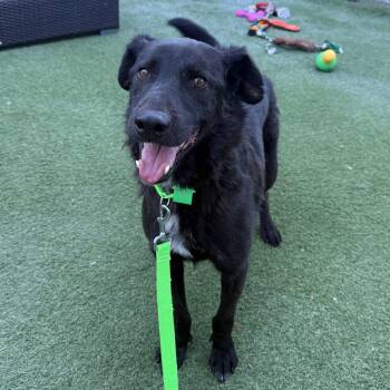 Vino Jr -  Mixed Breed Dog for Adoption in San Diego, California - Vino Jr | PetCurious