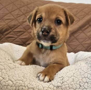 Croissant -  Cattle Dog and German Shepherd Dog Dog for Adoption in Galt, California - Croissant | PetCurious