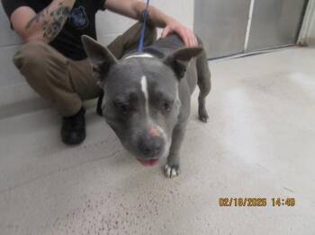 Nola (28) -  Pit Bull Terrier Dog for Adoption in Marietta, Georgia - Nola (28) | PetCurious