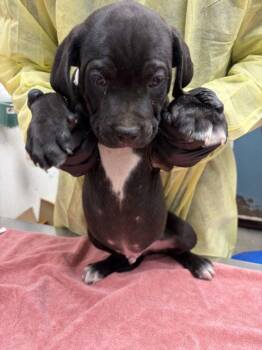 *MACINTOSH -  Pit Bull Terrier Dog for Adoption in Woodland, California - *MACINTOSH | PetCurious
