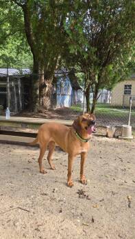Delilah -  Coonhound Dog for Adoption in Hampton, Virginia - Delilah | PetCurious