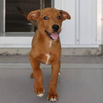 Sourdough Bread -  Mixed Breed Dog for Adoption in Bradenton, Florida - Sourdough Bread | PetCurious