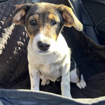 Mixed Breed Dogs Available for Adoption in Flagstaff, Arizona - Gertie (Missy) | PetCurious