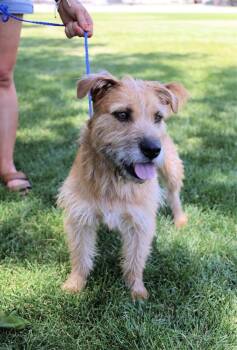 Rescue Terrier Dogs for Adoption in Riverton, Utah - Hazel | PetCurious