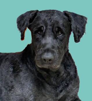 Bouvier Des Flandres Dogs Available for Adoption in Pasco, Washington - Hank | PetCurious