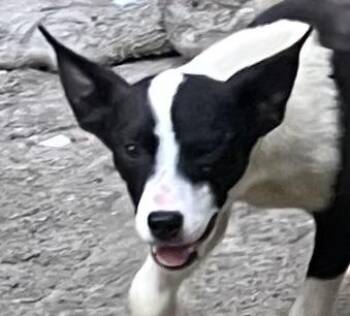 DANDELION -  Mixed Breed Dog for Adoption in Dallas, Texas - DANDELION | PetCurious