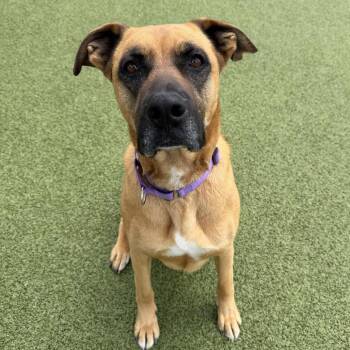 Athena -  Black Mouth Cur and Mixed Breed Dog for Adoption in Cody, Wyoming - Athena | PetCurious