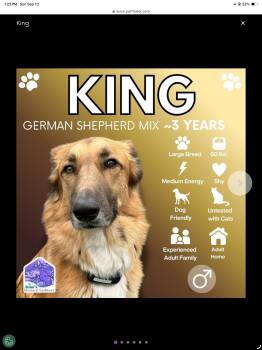 KING -  German Shepherd Dog and Labrador Retriever Dog for Adoption in Toronto, Ontario - KING | PetCurious