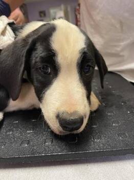 Mixed Breed Dogs Available for Adoption in West Chester, Pennsylvania - Emma | PetCurious