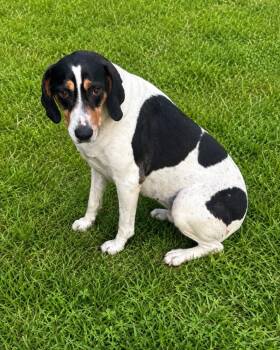 Juno -  Hound Dog for Adoption in Wabash, Indiana - Juno | PetCurious