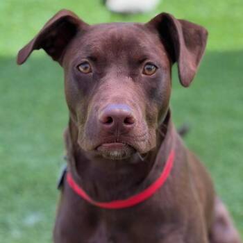 Niall -  Labrador Retriever and Pit Bull Terrier Dog for Adoption in San Diego, California - Niall | PetCurious