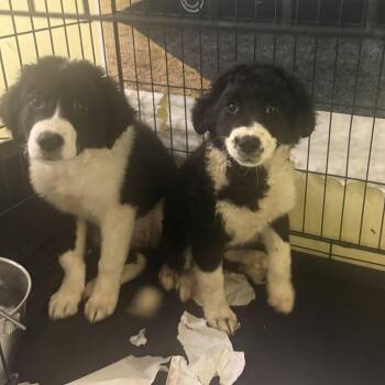 Mixed Breed Dogs Available for Adoption in Fountain Hill, Pennsylvania - Serena | PetCurious
