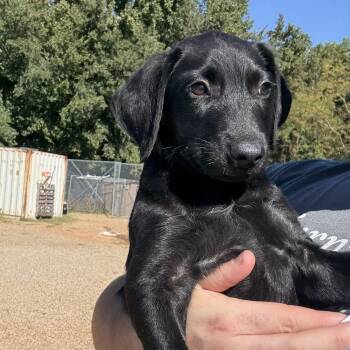 Rescue Labrador Retriever Dogs for Adoption in Columbia, South Carolina - Cosmos | PetCurious