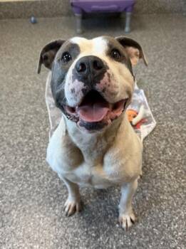 Sal -  Pit Bull Terrier and Mixed Breed Dog for Adoption in Westland, Michigan - Sal | PetCurious