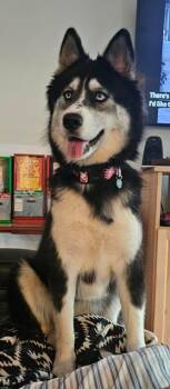 Loki -  Husky and Australian Shepherd Dog for Adoption in Gardiner, New York - Loki | PetCurious