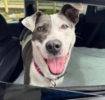 Rescue Pit Bull Terrier Dogs for Adoption in Germantown, Ohio - Bayleigh | PetCurious