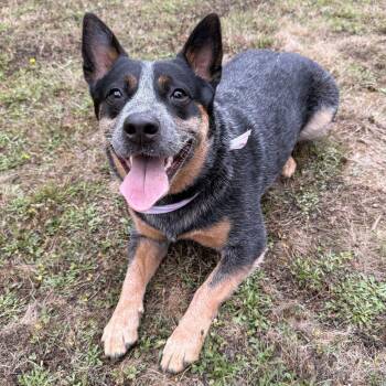 Harley (Portland, OR) -  Australian Cattle Dog Blue Heeler and Cattle Dog Dog for Adoption in Mount Vernon, Washington - Harley (Portland, OR) | PetCurious