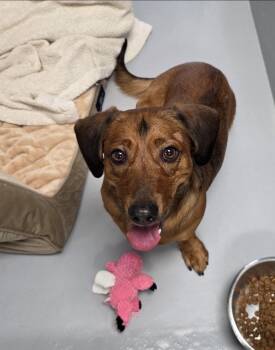 Henry -  Basset Hound and Beagle Dog for Adoption in Brookville, Ohio - Henry | PetCurious