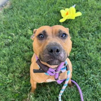 Rescue Pit Bull Terrier Dogs for Adoption in St. Louis, Missouri - Kelp | PetCurious